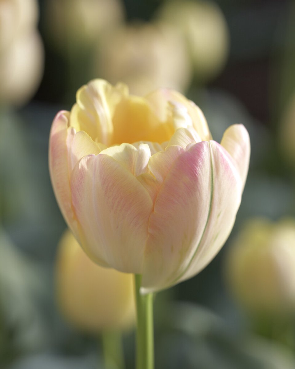 Tulipa Creme Upstar | 10 stuks | Tulpenbollen