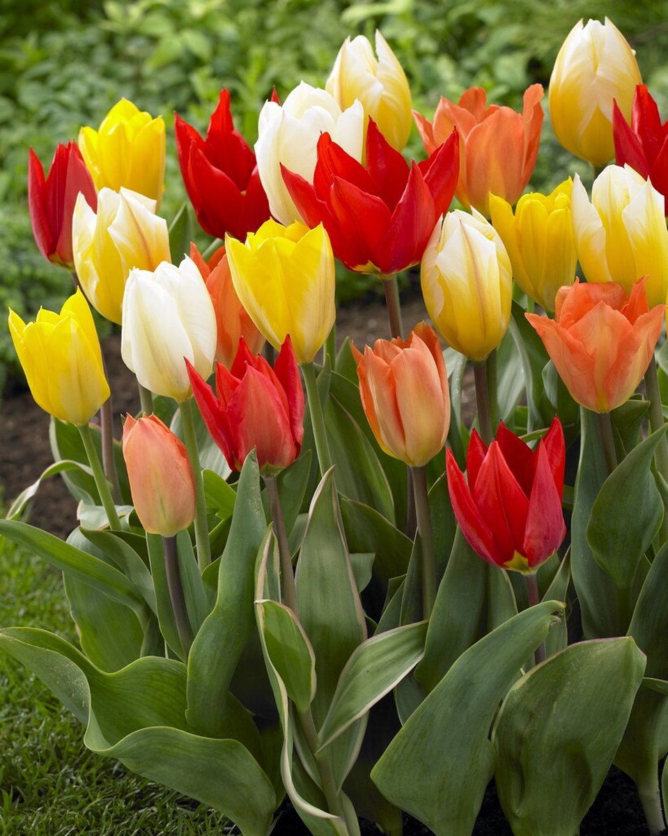 Tulp Fosteriana Mix | 10 stuks | Tulpenbollen