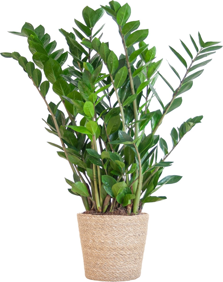 Green Harmony| Zamioculcas Zamiifolia met Sofia mand naturel - 80cm - Ø21