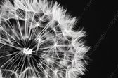 K&C Art (Peinture sur toile) 120x80cm | Gros plan de pissenlit en noir et blanc - fleur - nature - moderne - art | Séjour - chambre - hall - bureau | Impression de peinture photo sur toile - décoration murale - décoration murale - art mural