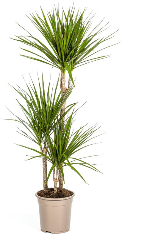 De Groene Drakenboom, Smalle, Puntige, Diep Groene Bladeren.Tropische Uitstraling, Groene Kamerplant, Dracaena Marginata Green Ø21cm - 120cm
