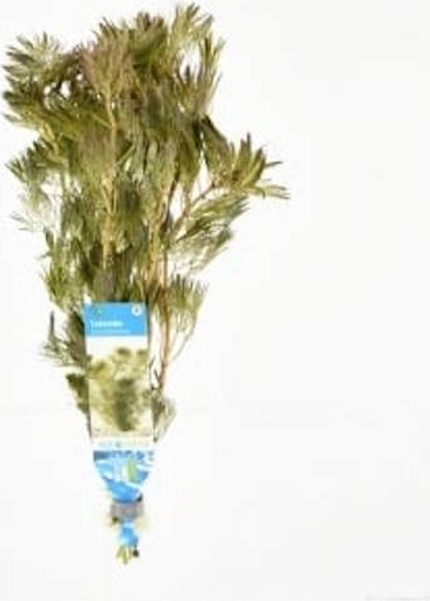 Aquaflora Cabomba piauhyensis | Rode waterwaaier | in bos met loodje Waterplant