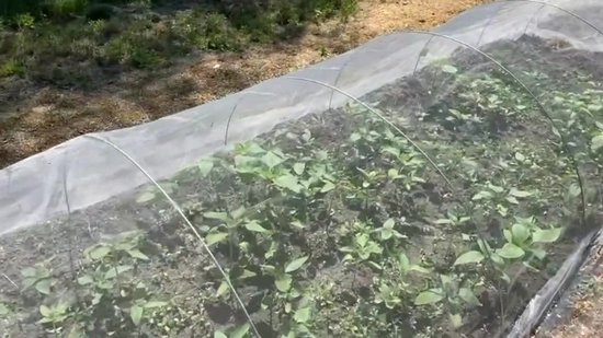 Filet anti-insectes pour jardin 3x3M | Filet de jardin pour la Protection des Vogel et des insectes | Moustiquaire pour Plantes, fruits et légumes | Filets de protection pour fraises, mûres et myrtilles