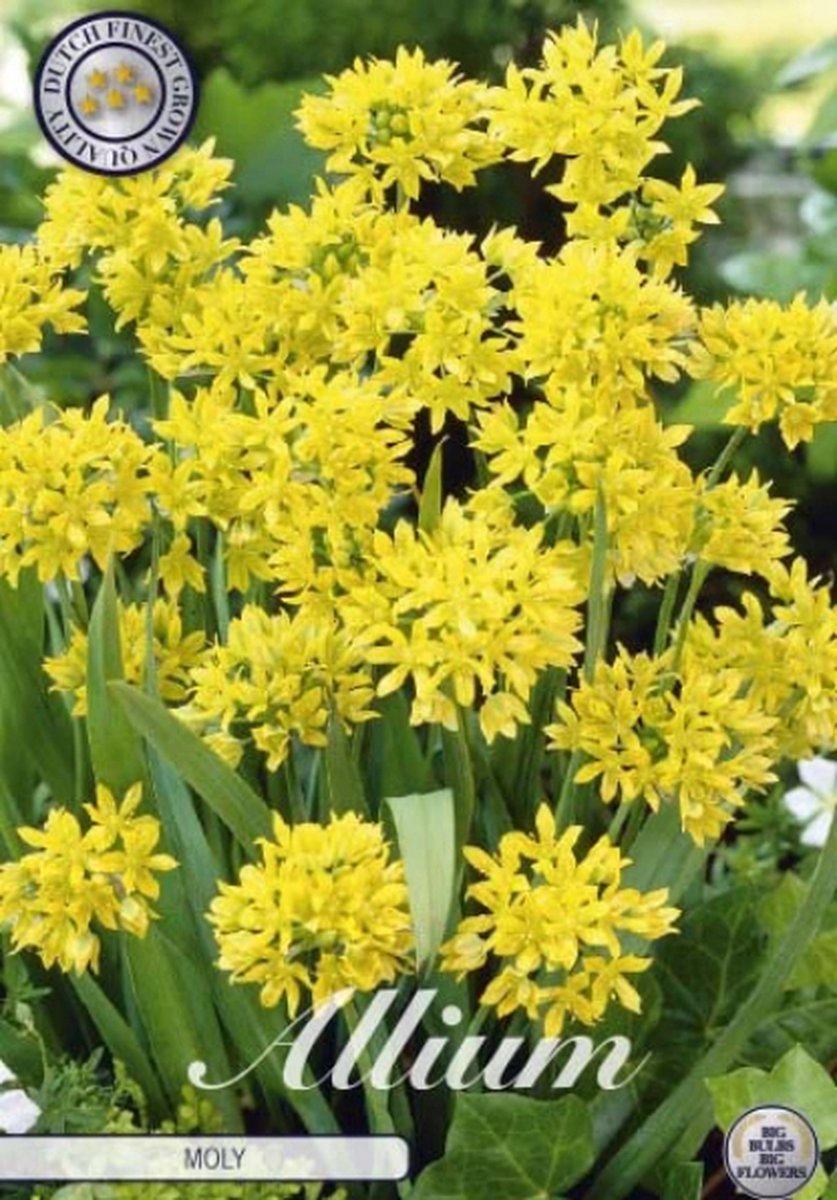 Moly (syn. luteum) Allium Bloembollen 20 stuks bolmaat 5/6
