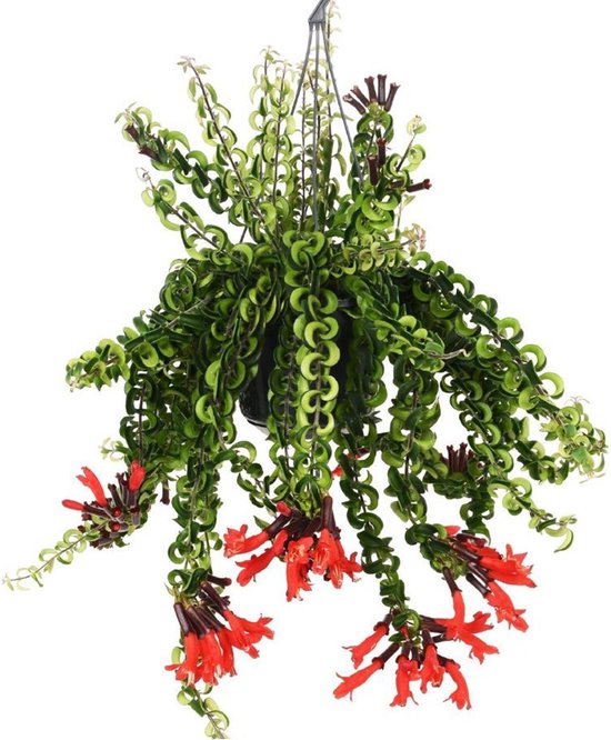 Aeschynanthus – Twister -Lipstickplant