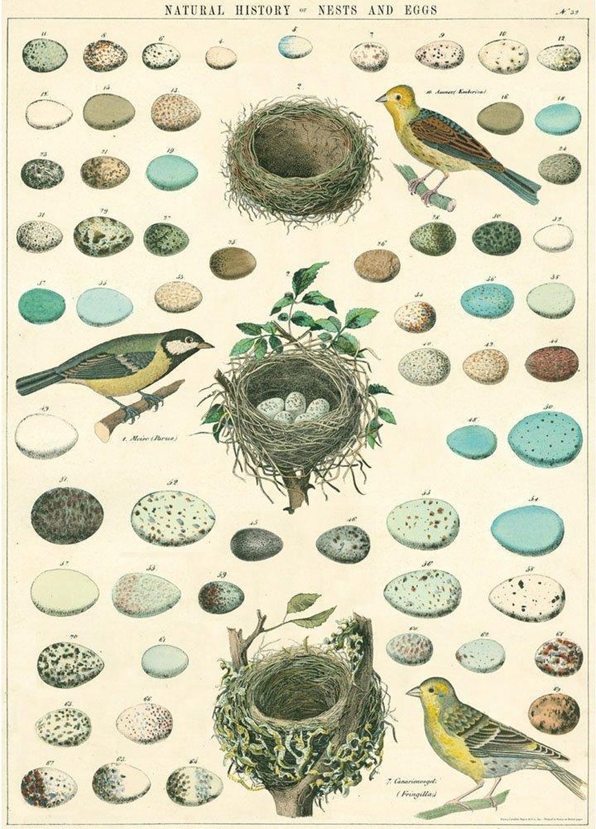 Cavallini & Co Poster Vogels en Eieren- Cavallini & Co - Vintage Schoolplaat Nest, Eggs & Birds Multi Color
