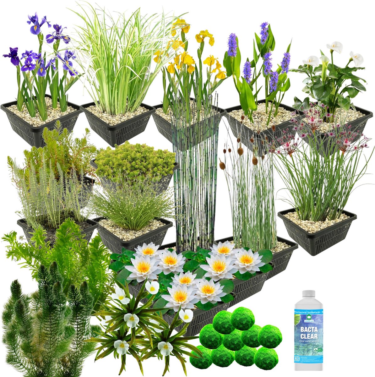 Vdvelde.com Waterplanten Pakket XL Wit Voor 3.500 6.000 L 178 planten Plaatsing: -1 tot -100 cm
