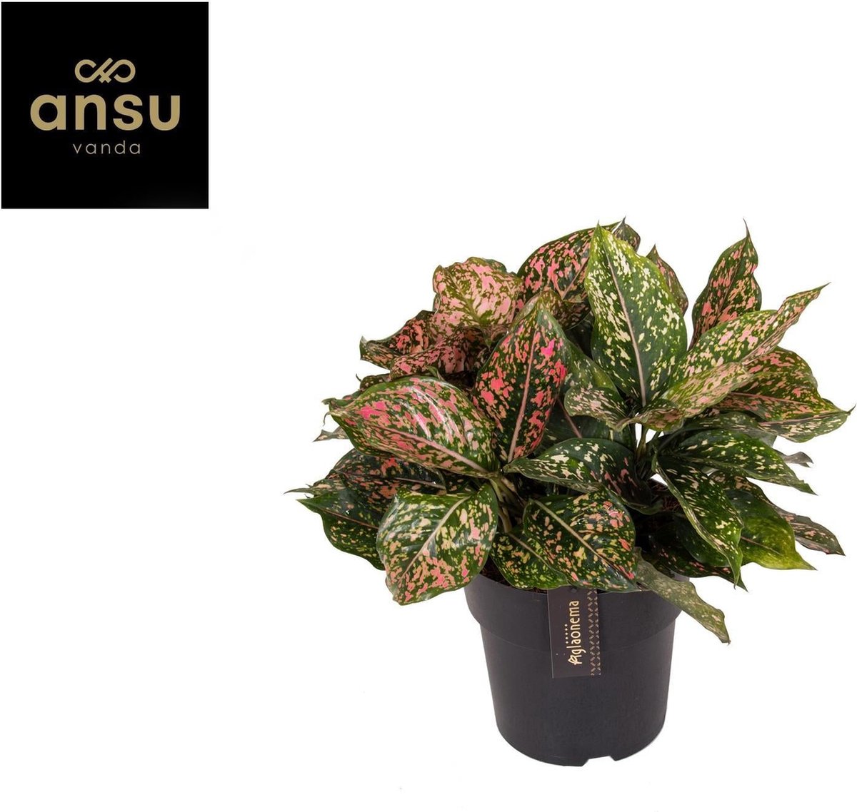 Aglaonema Pink Leopard -