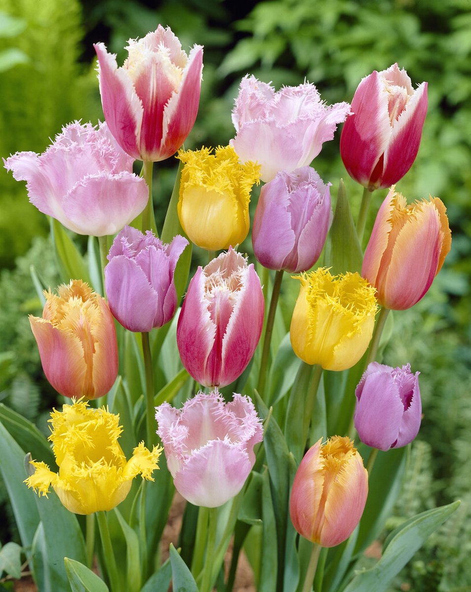 Bulbs4you - Super Deal - Tulp gefranjerd mix 20 stuks - tulpen - tulpenbollen - bloembollen