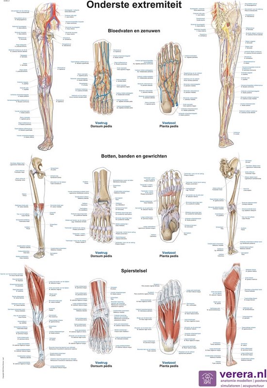 Anatomie poster onderste extremiteit (Nederlands/Latijn, papier, 50x70 ...