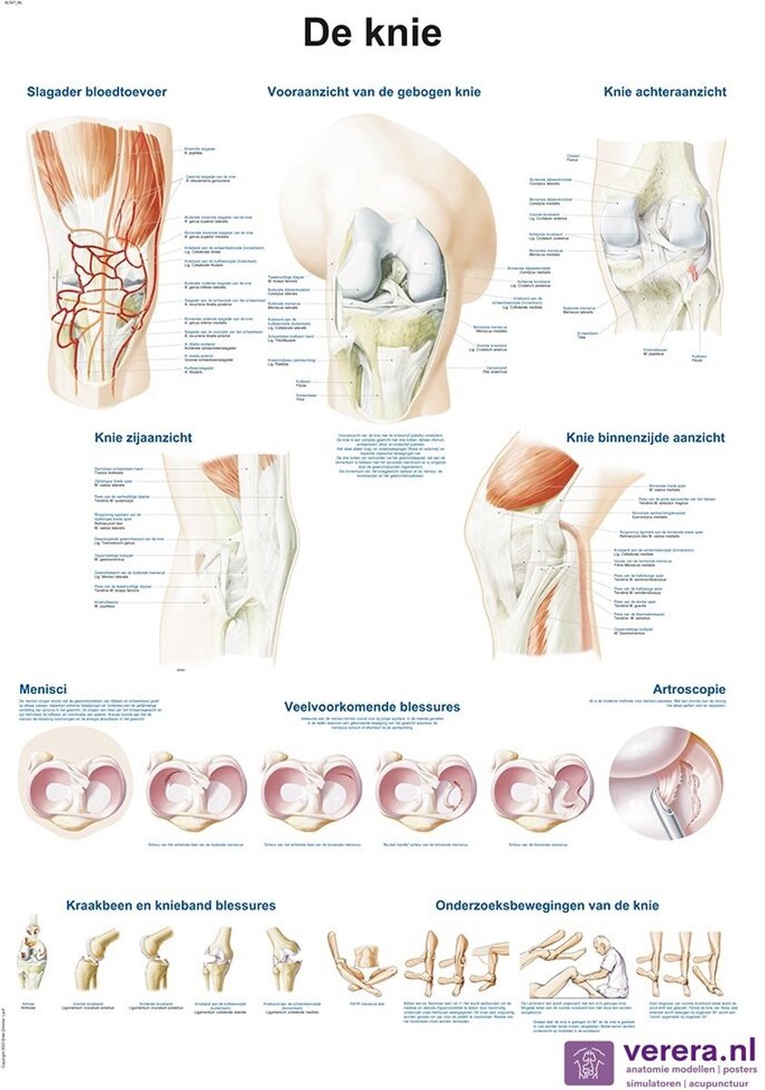 Anatomie poster kniegewricht (Nederlands/Latijn, papier, 50x70 cm) + ophangsysteem