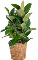 Cadeauplanten.nl | Ficus Elastica Robusta XL met mand Torun - Ø27cm - 80-90cm hoog - Kamerplant - Groenblijvend