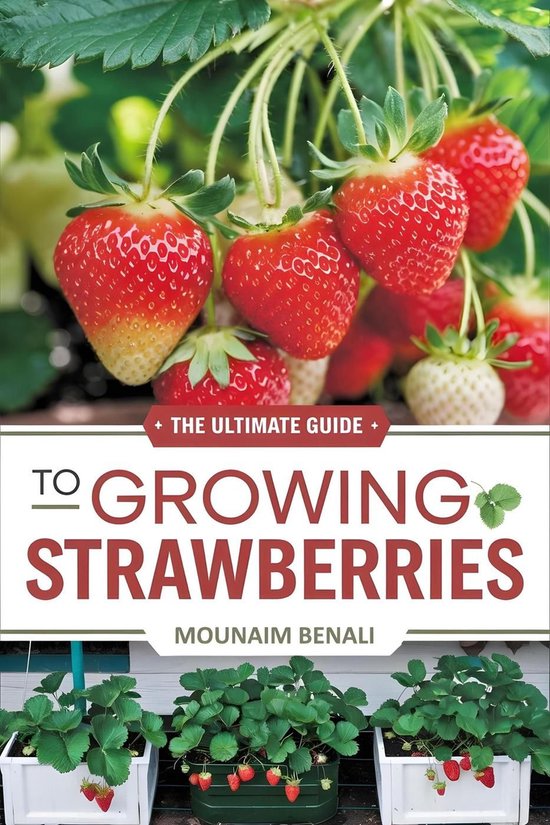 The Ultimate Guide to Growing Strawberries from Scratch A StepbyStep