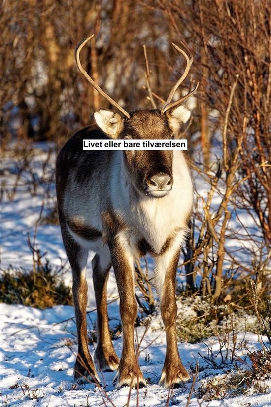 Livet eller bare tilværelsen