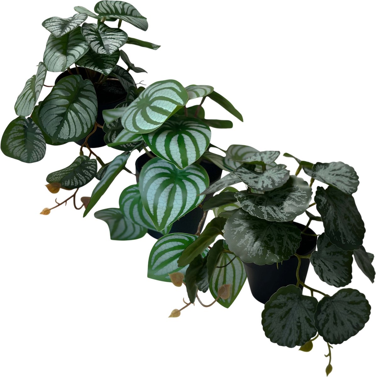HEM Kunstplanten set - Peperomia - Saxifaga - Alogasia - 3 x kunstplant 17 cm hoog in zwarte potten - 3 stuks Kantoorplanten - 3 x Levensechte Kunstplanten -Net echte Kunstplant - Groene Kunstplanten - Nep planten voor binnen - Kamer Decoratie -