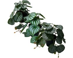 HEM Kunstplanten set - Peperomia - Saxifaga - Alogasia - 3 x kunstplant 17 cm hoog in zwarte potten - 3 stuks Kantoorplanten - 3 x Levensechte Kunstplanten -Net echte Kunstplant - Groene Kunstplanten - Nep planten voor binnen - Kamer Decoratie -