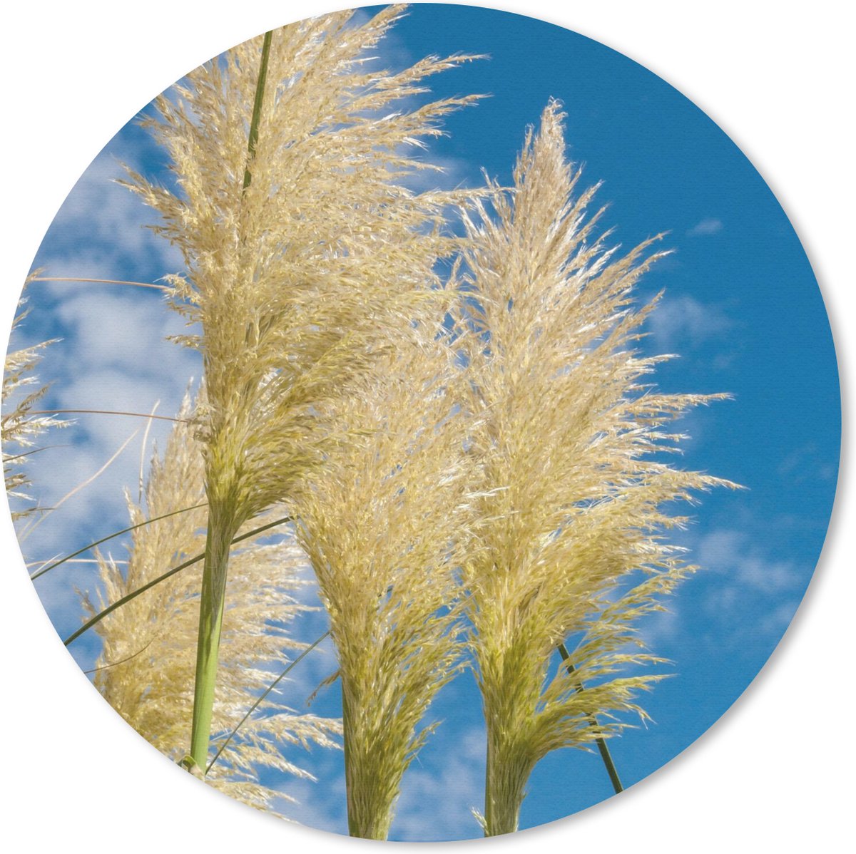 Muismat rond 40x40 cm - Mousepad Planten - Pampasgras - Lucht - Ronde muismatten