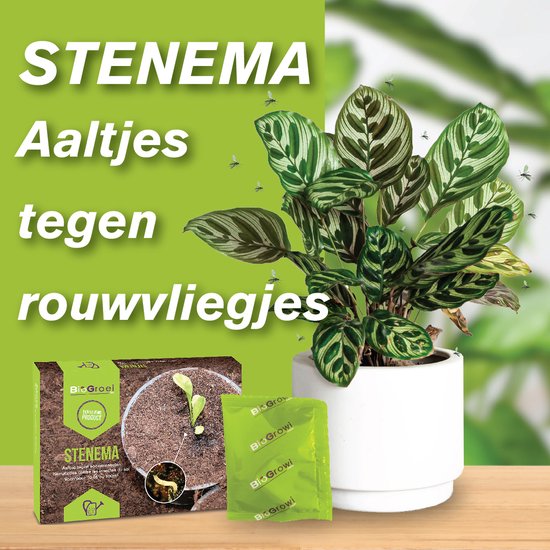 Aaltjes tegen Rouwvliegjes | Stenema 10m²