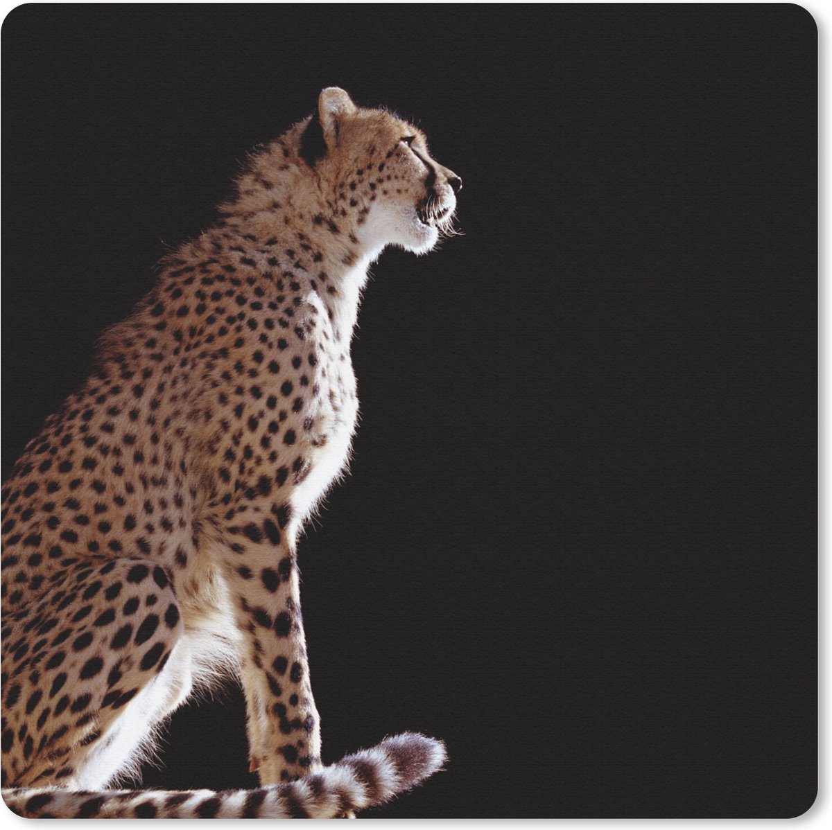 Muismat 20x20 cm - Mousepad Cheeta - Dieren - Licht - Muismatten