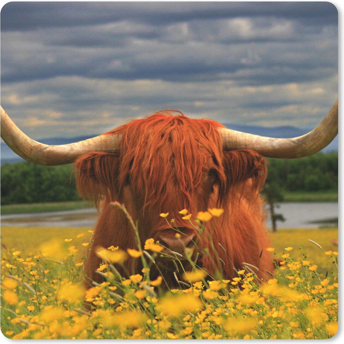 Muismat 20x20 cm - Mousepad Schotse Hooglander - Dieren - Bloemen - Muismatten