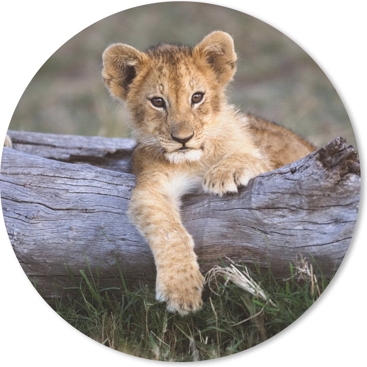 Muismat rond 40x40 cm - Mousepad Welp - Dier - Natuur - Ronde muismatten
