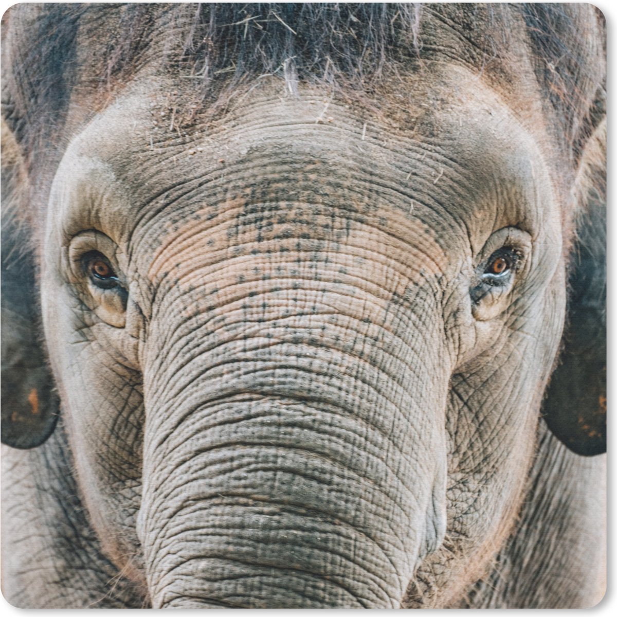 Muismat 20x20 cm - Mousepad Olifant - Portret - Dieren - Grijs - Muismatten