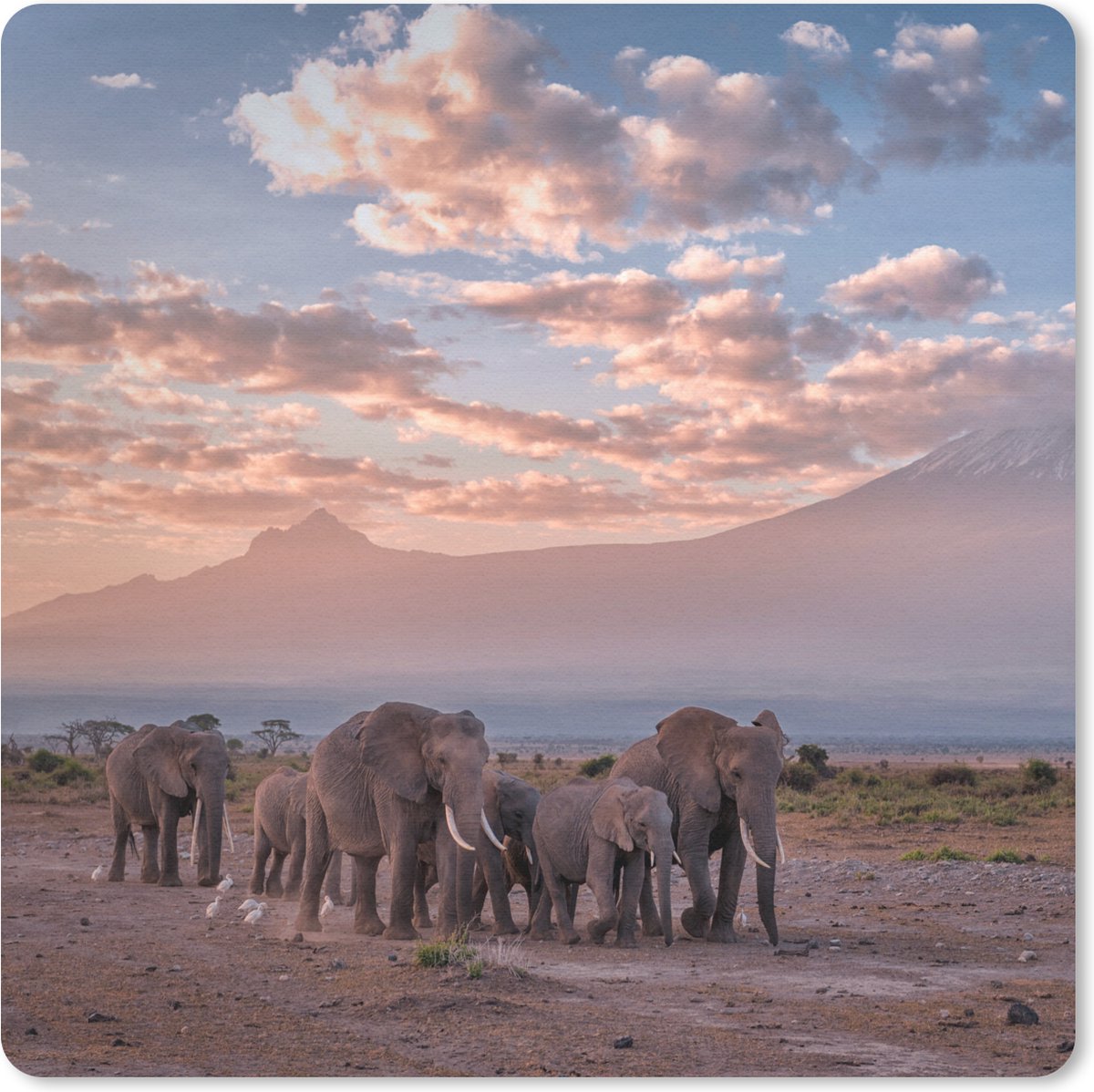 Muismat 20x20 cm - Mousepad Olifant - Dieren - Avond - Landschap - Savanne - Muismatten