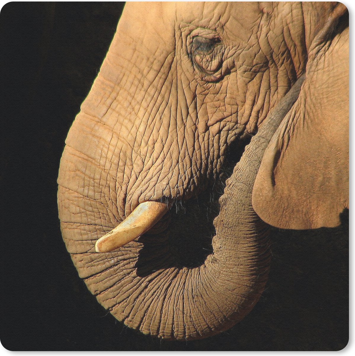 Muismat 30x30 cm - Mousepad Olifant - Dieren - Close up - Zwart - Muismatten