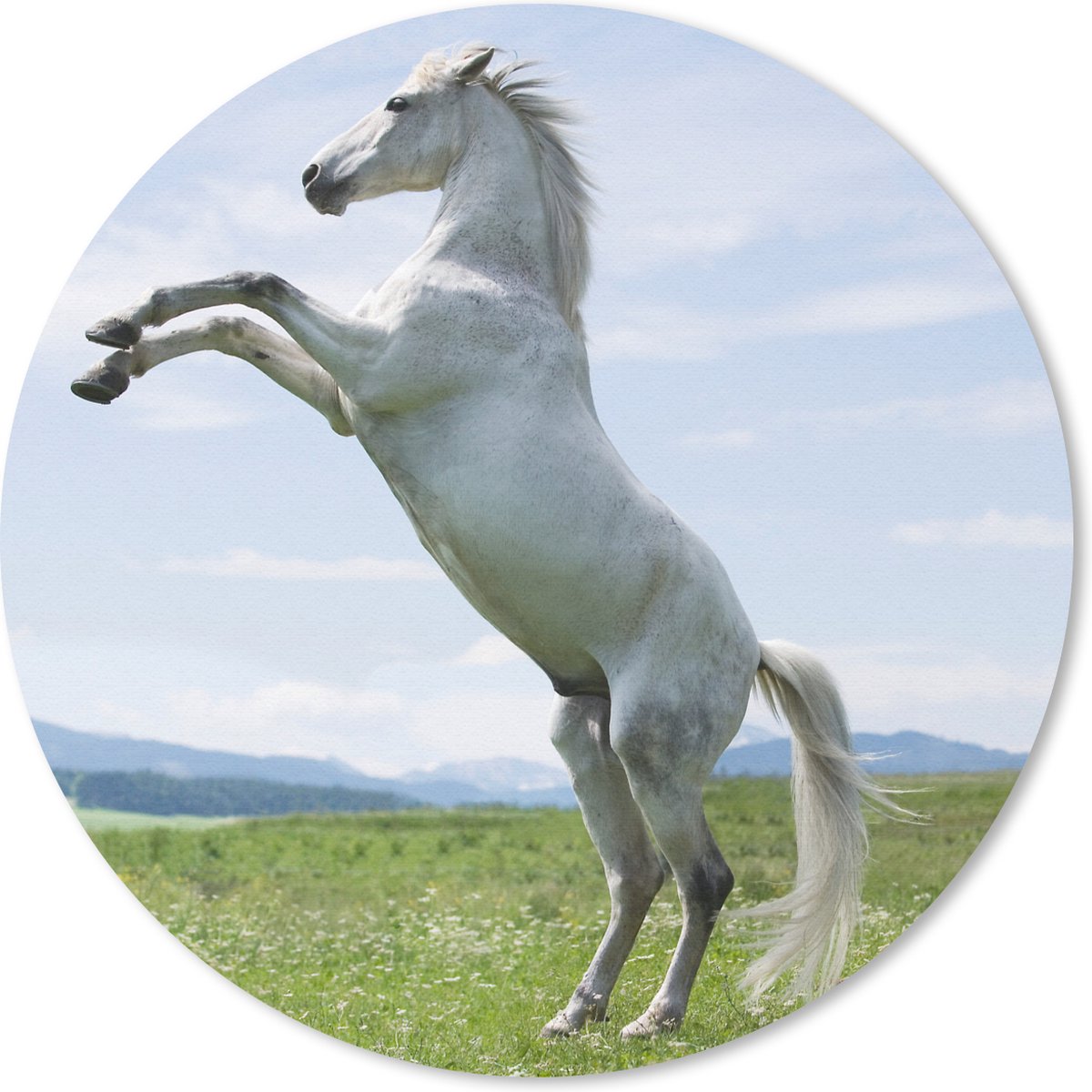 Muismat rond 50x50 cm - Mousepad Paard - Steigeren - Natuur - Ronde muismatten