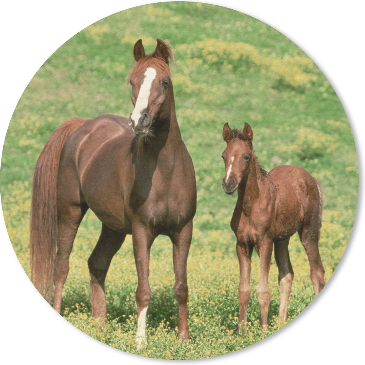 Muismat rond 30x30 cm - Mousepad Paarden - Gras - Bruin - Ronde muismatten
