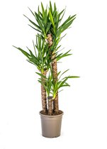 Yucca géant également connu sous le nom de Lys Palmier, Plante d'intérieur verte, Ambiances tropicales, Yucca Elephantipes Ø24cm - 130cm