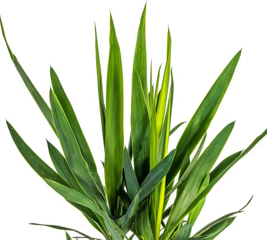 Yucca géant aussi appelé Lys palmier, Plante verte d'intérieur, Ambiance tropicale, Yucca Elephantipes Ø19cm - 80cm