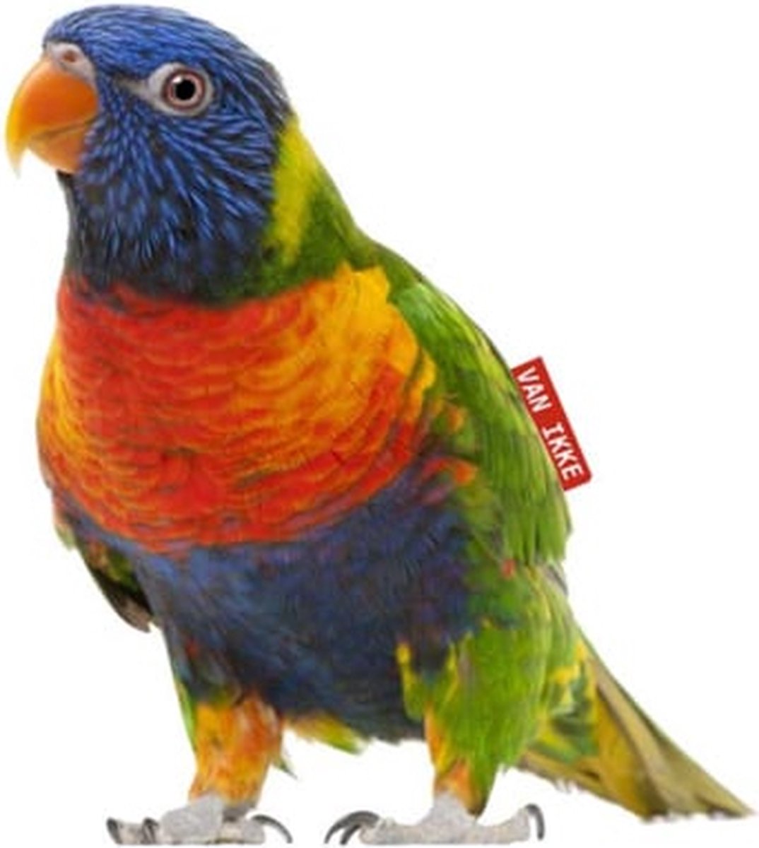 Muursticker Regenboog vogel