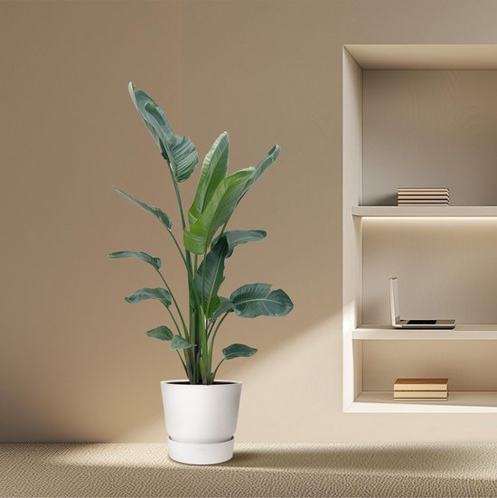 Strelitzia Nicolai XXL 190 cm - Indrukwekkende kamerplant met grote bladeren - ø34