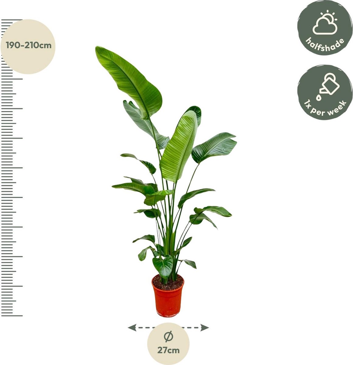 Strelitzia Nicolai - 160 cm bestellen bij de kweker - Pots&Plants
