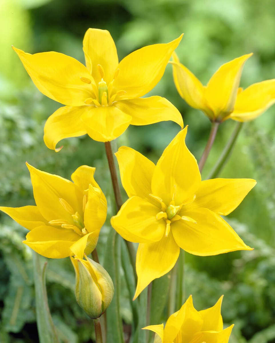Tulp Sylvestris | 10 stuks | Tulpenbollen