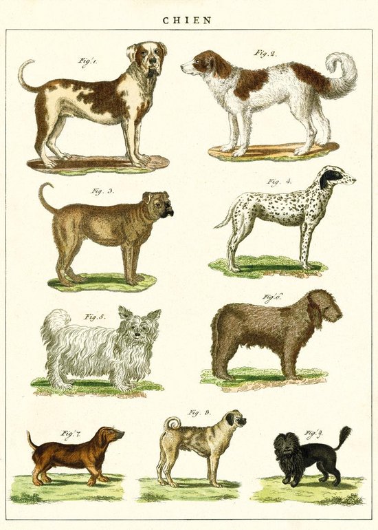 Poster Honden - Cavallini & Co - Vintage Schoolplaat Dogs