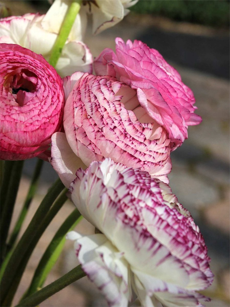 60x Ranonkel 'Ranunculus elegance bianco striato' - BULBi® Bloembollen met bloeigarantie