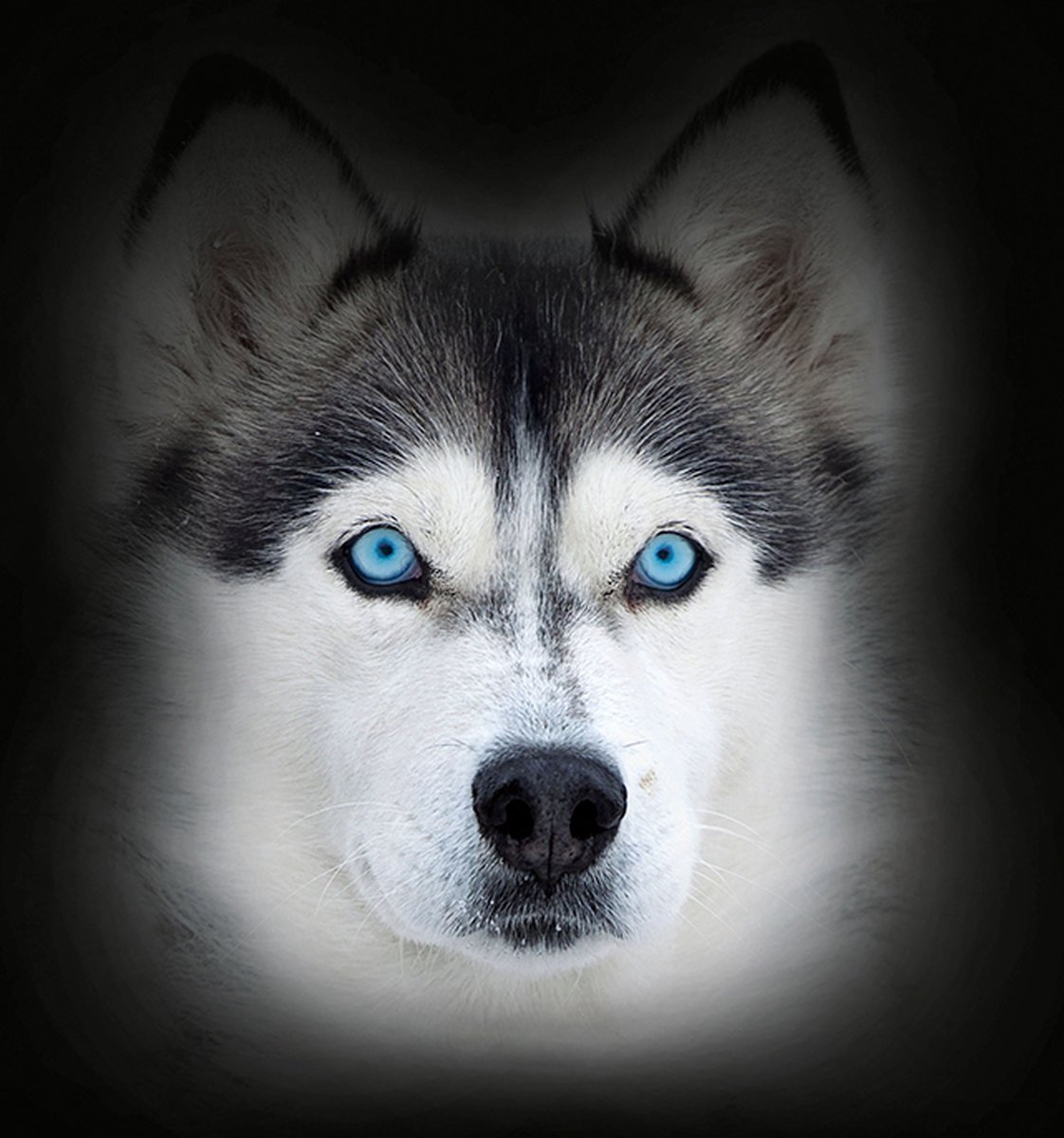 *** 2 X ****Viyo+ imune voor honden 7 zakjes .. ..Gezond en lekker voedingssupl. versterkt de immuniteit van uw hond ** 2 X 7 zakjes = 14 zakjes