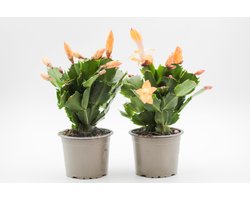 Ikhebeencactus | Schlumbergera lidcactus Geel | Prachtige bloeiende cactus | Kerstcactus | set 2 stuks | 8.5 cm pot