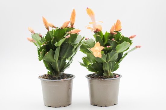 Ikhebeencactus | Schlumbergera lidcactus Geel | Prachtige bloeiende cactus | Kerstcactus | set 2 stuks | 8.5 cm pot | cadeautip