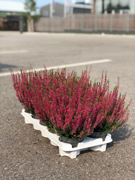 Paarse Calluna heide in een witte tray met 10 potten, 11 cm potmaat.