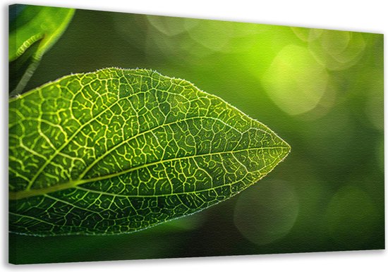 Portrait de feuille - Tableaux nature - Décoration murale Lumière - Décoration murale chambre enfant - Tableaux toile salon - Décoration maison toile 70x50 cm