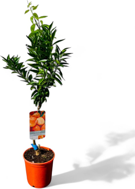 Foto: Tropictrees mandarijnboom citrus reticulata 90cm citrusboom eetbare vruchten planten ideaal voor in de tuin in bloempot balkon of serre cre er je eigen moestuin met deze mediterrane tuinplanten