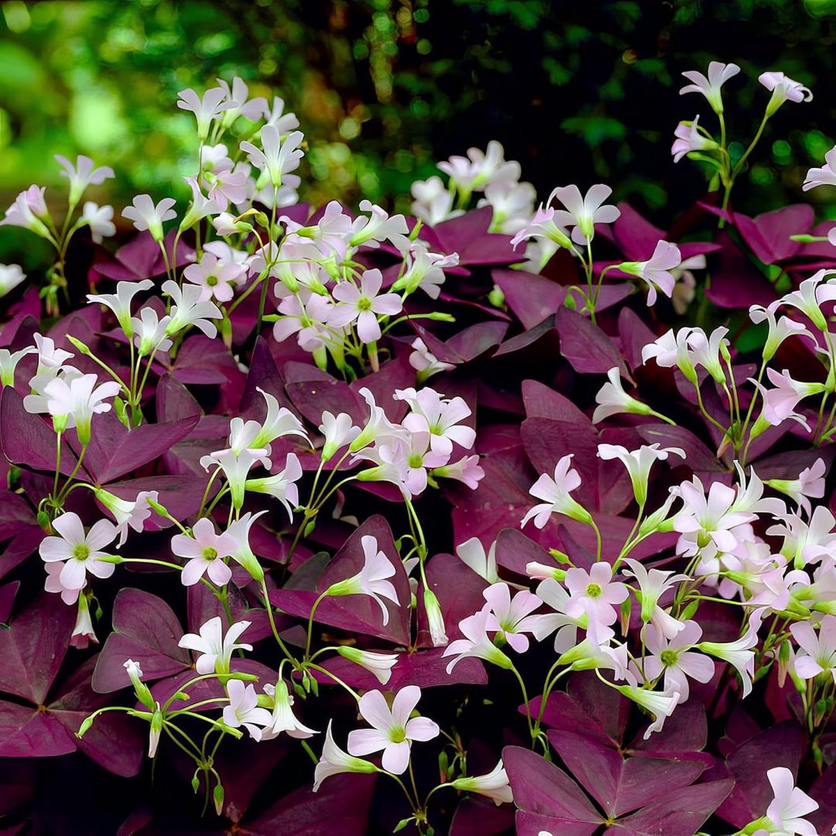 Geluksklaver: Oxalis triangularis - MAX Vandaag