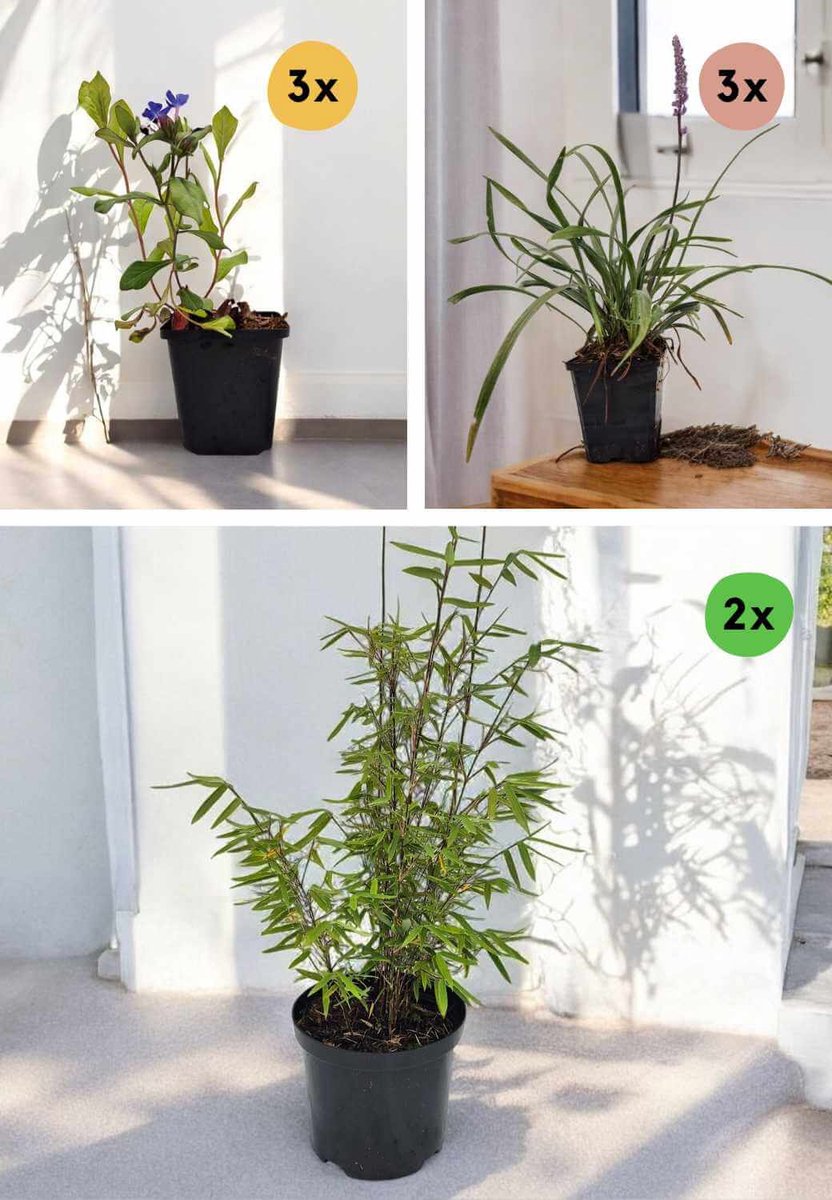 Kruidachtige Tuinplanten & Bamboe CombiBox