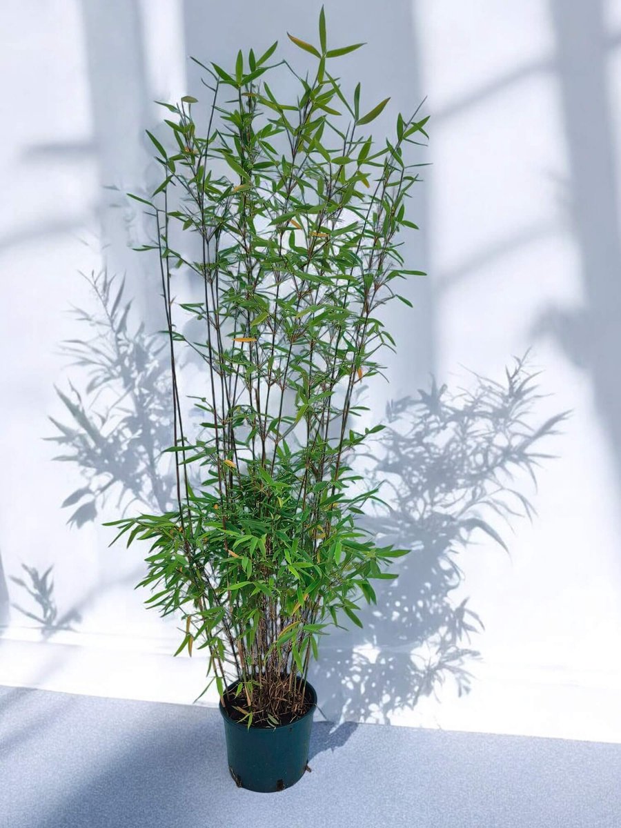 Bamboe Winter Joy (1 stuk) - 120+ cm Hoog - 5.5 Liter Kwekerspot | Fargesia Bamboe Planten | Winterhard | Wintergroen | Niet-Woekerend