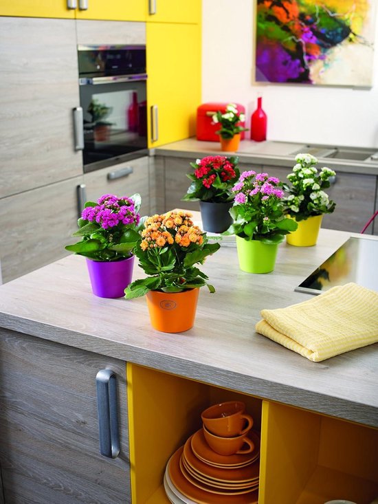 200pcs Voiles Tulle Organza Rond 23cm - Pour Dragées