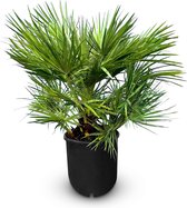 Sunny Tree - Palmboom - Chamaerops Humilis - 90/100 cm - Kamerplant - Plant - is geschikt voor binnen & buiten