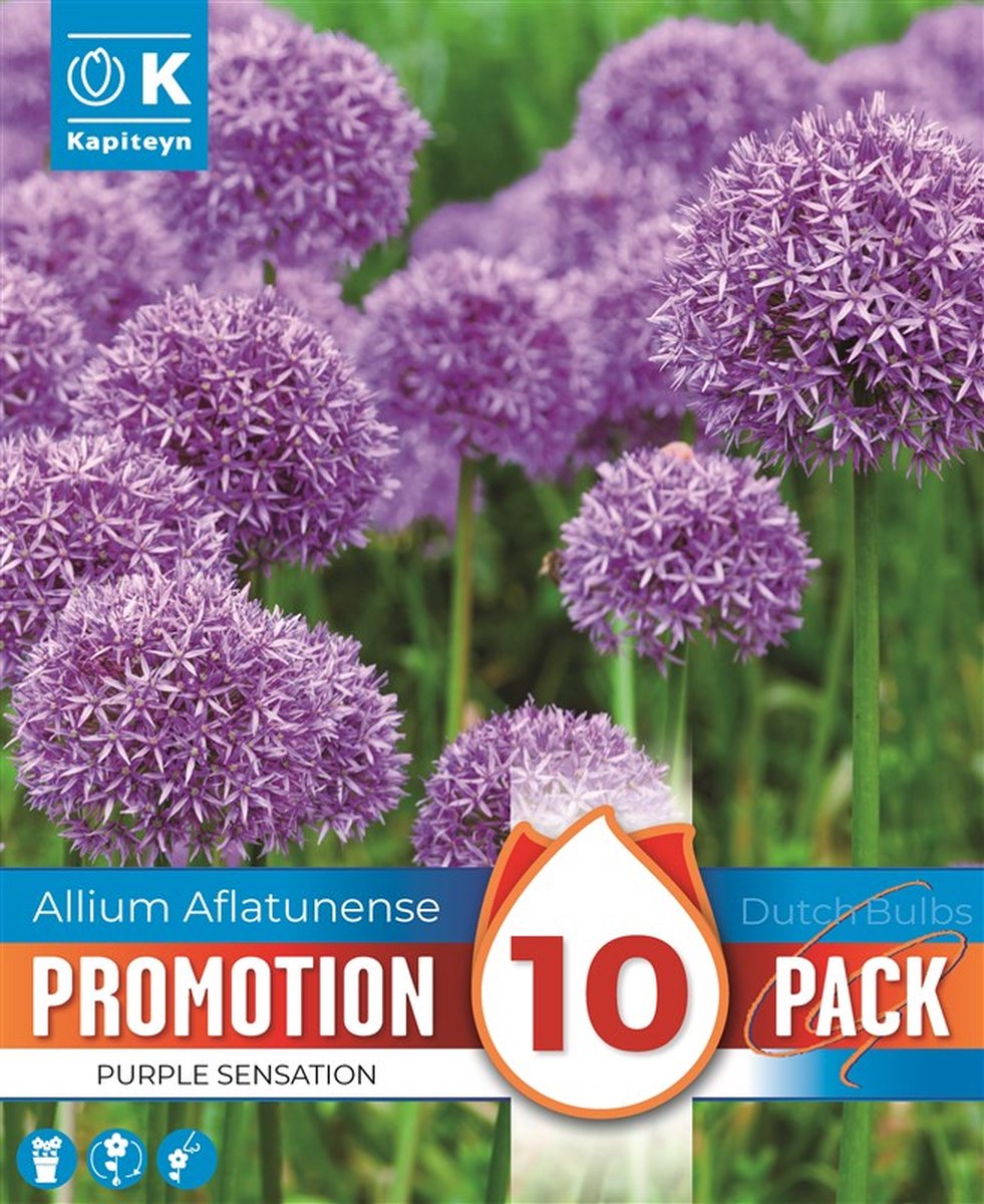Bloembollen Allium Purple Sensation – 10 stuks – Paarse Sierui – Voorjaarsbloeier